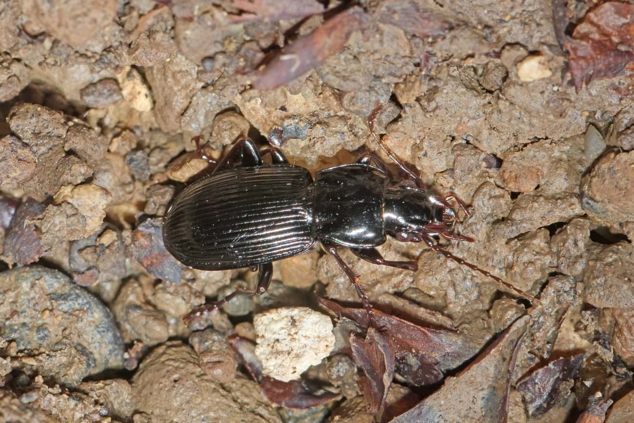 Carabidae:  Pterostichus micans?
